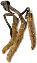 Cordyceps Mushroom