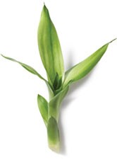 Bamboo Grass
